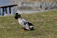 Stockente beim putzen