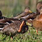 Stockente beim Salutieren.......