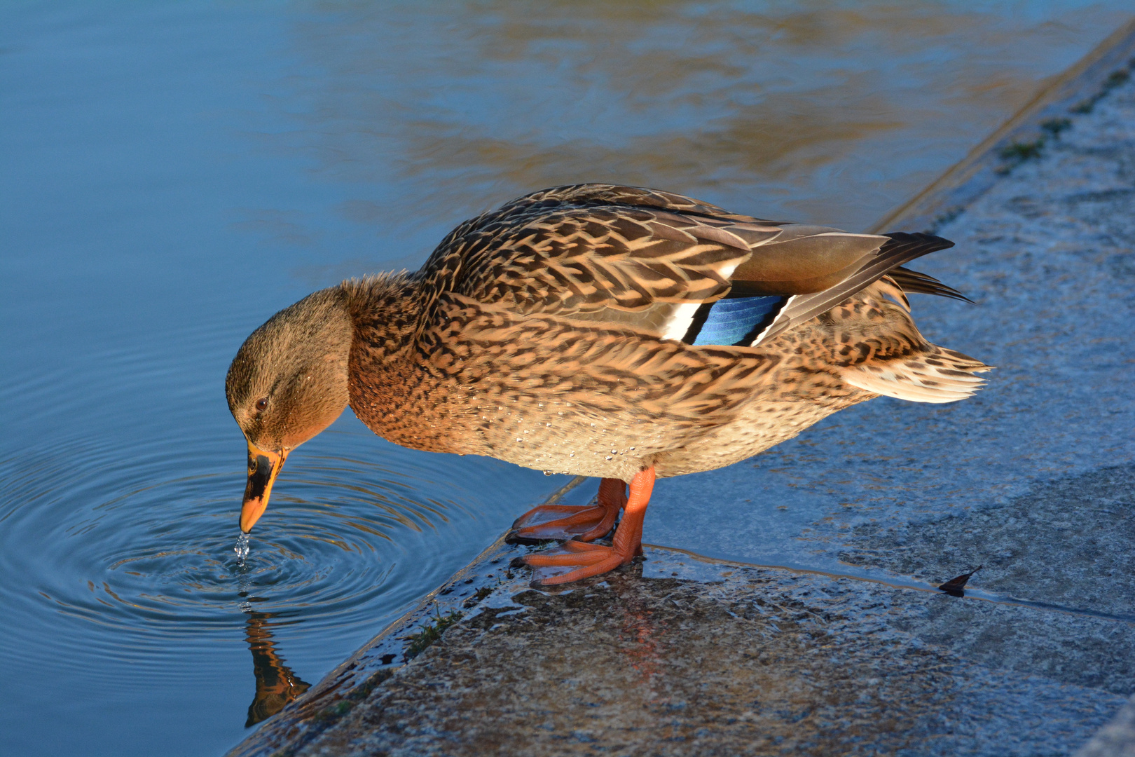 Stockente beim trinken