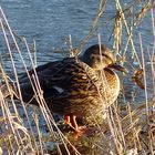 Stockente beim winterlichem Sonnenbad an der Weser