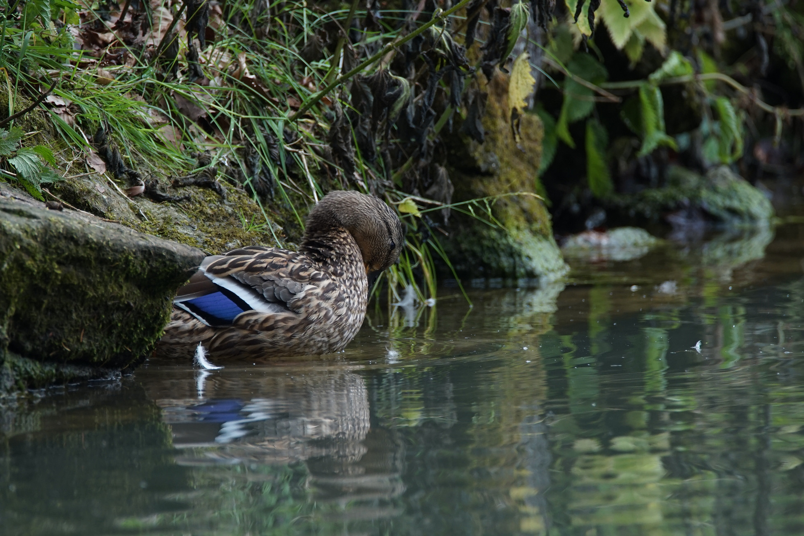 Stockente