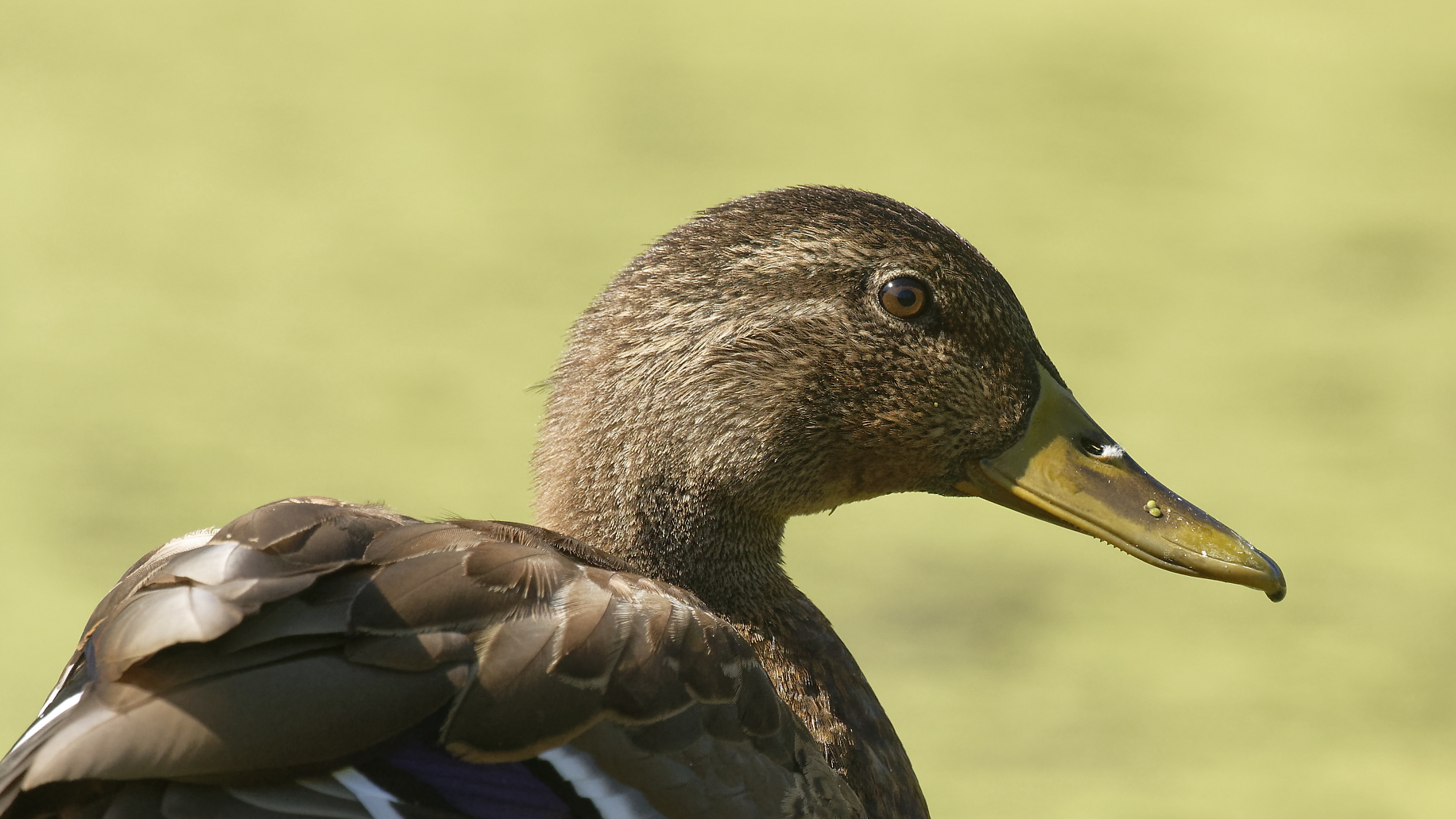 Stockente  