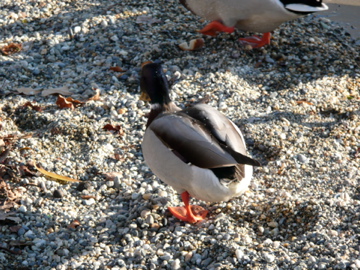 Stockente, canard colvert, ánade real, azulón (Anas platyrhynchos)