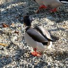 Stockente, canard colvert, ánade real, azulón (Anas platyrhynchos)