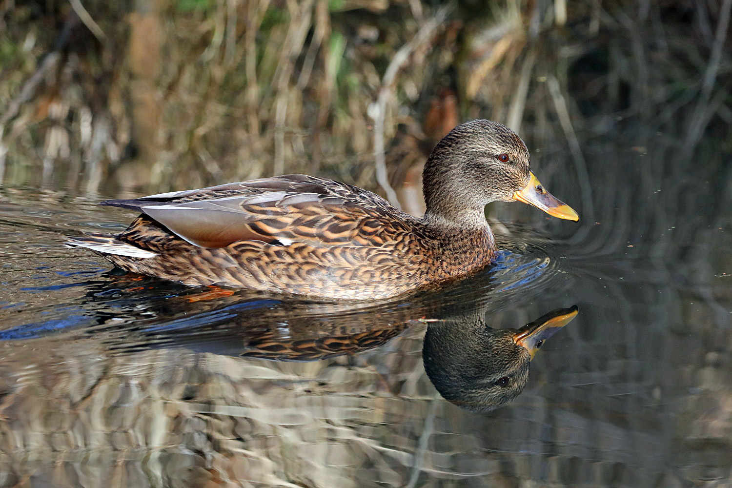 Stockente