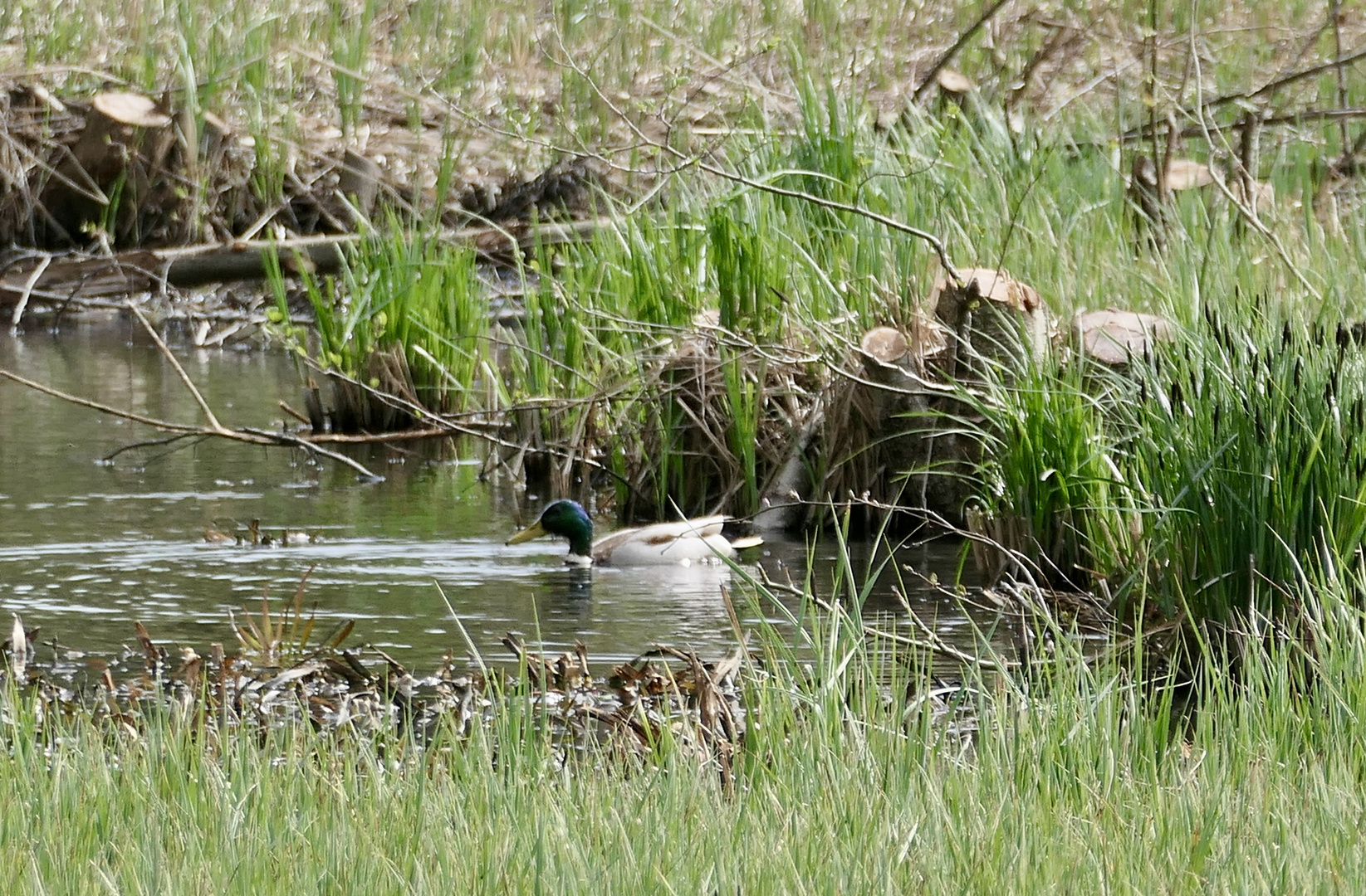 Stockente 