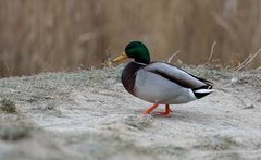 Stockente