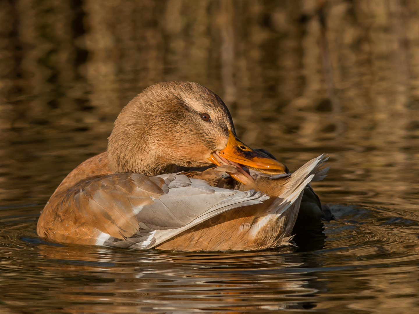 Stockente