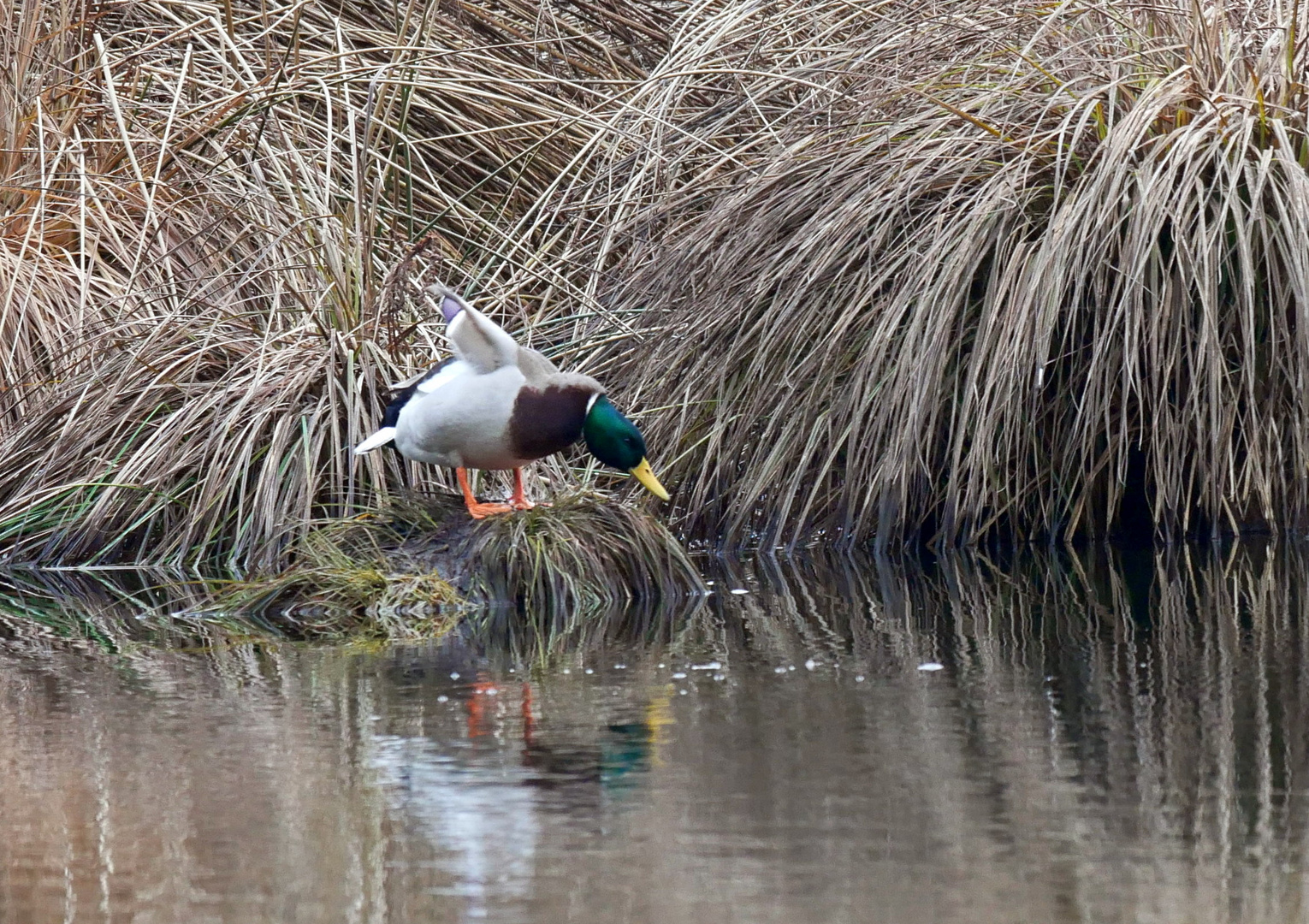 Stockente