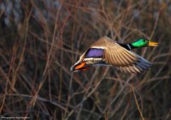 Stockente ...... durchgestartet