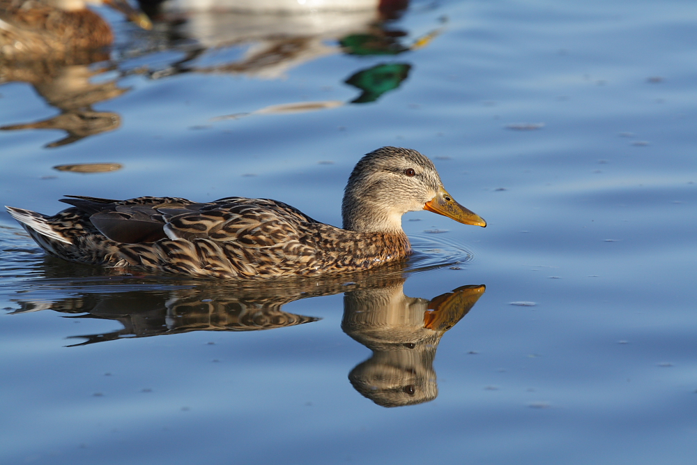 Stockente