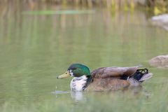 Stockente
