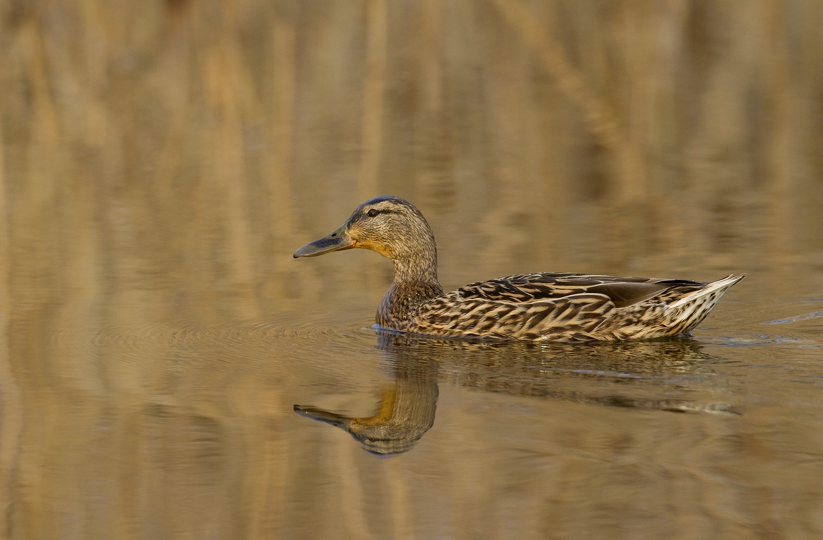 Stockente