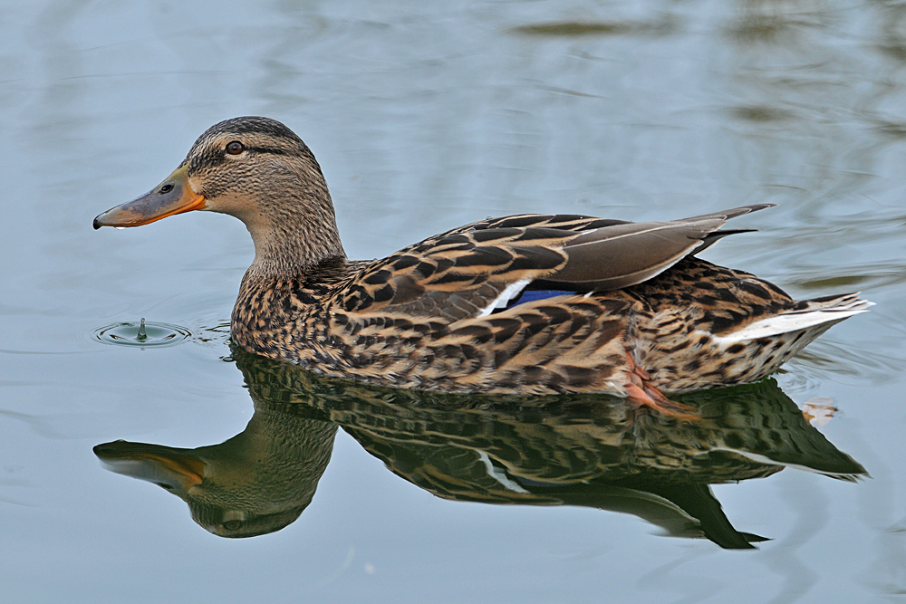 Stockente: Eine Schönheit in Niendorf