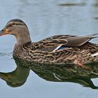 Stockente: Eine Schönheit in Niendorf