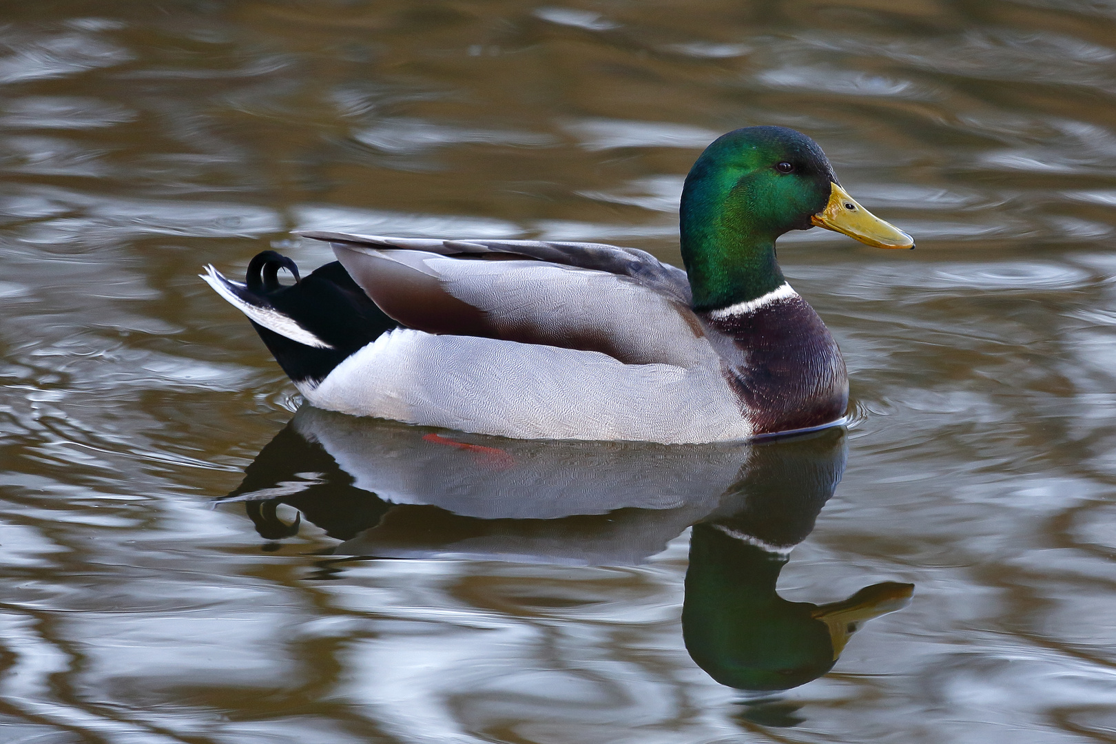 Stockente Erpel Foto Bild Tiere Wildlife Wild Lebende V gel Stockente Erpel Foto Bild Tiere Wildlife Wild Lebende V gel