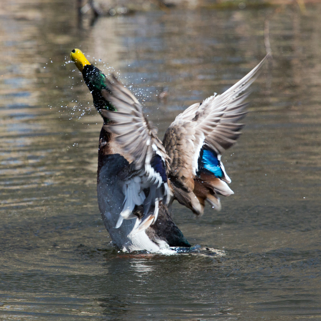 Stockente - Erpel