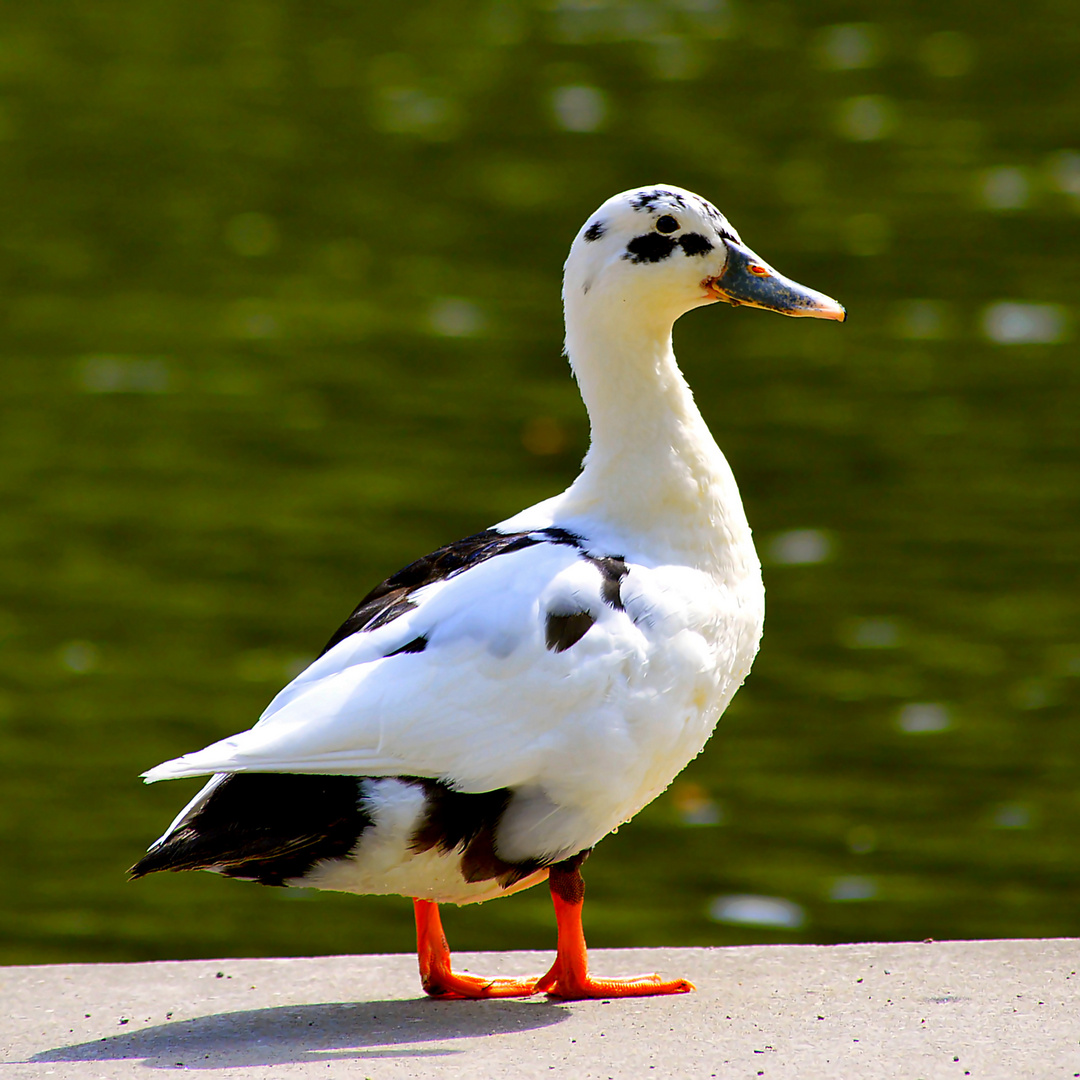 Stockente Erpel (Bastard) 