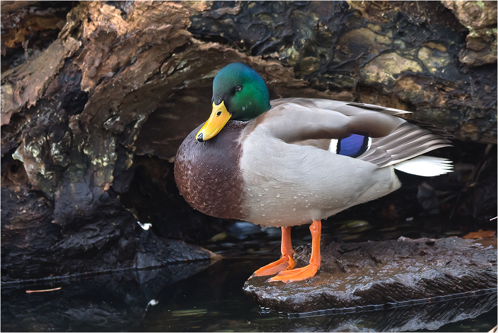 Stockente (Erpel) bei der Mittagspause