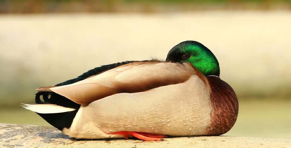 Stockente - Erpel beim Mittagsschlaf