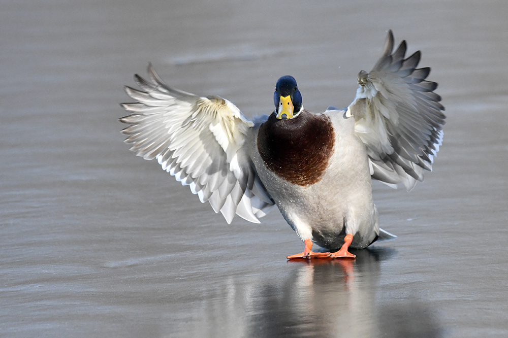 Stockente Erpel der Eisgleiter