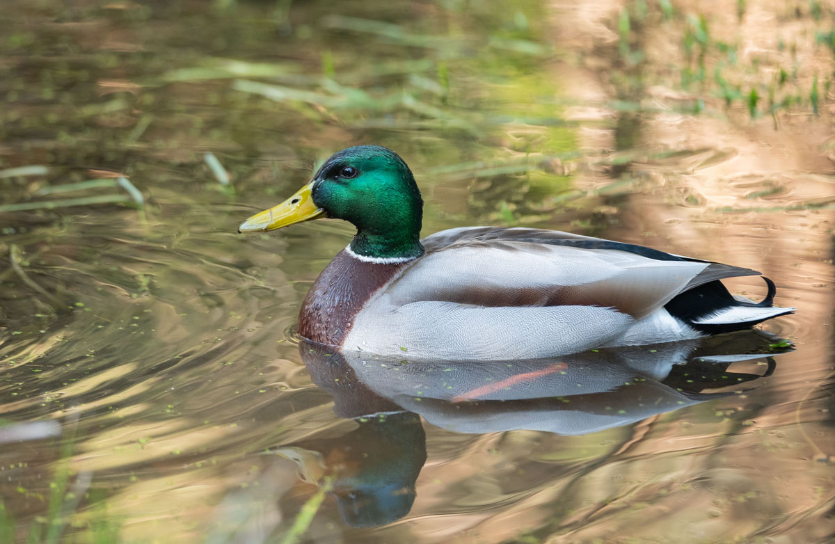 Stockente (Erpel) im Kirnitzschtal 