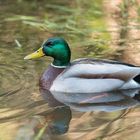 Stockente (Erpel) im Kirnitzschtal 