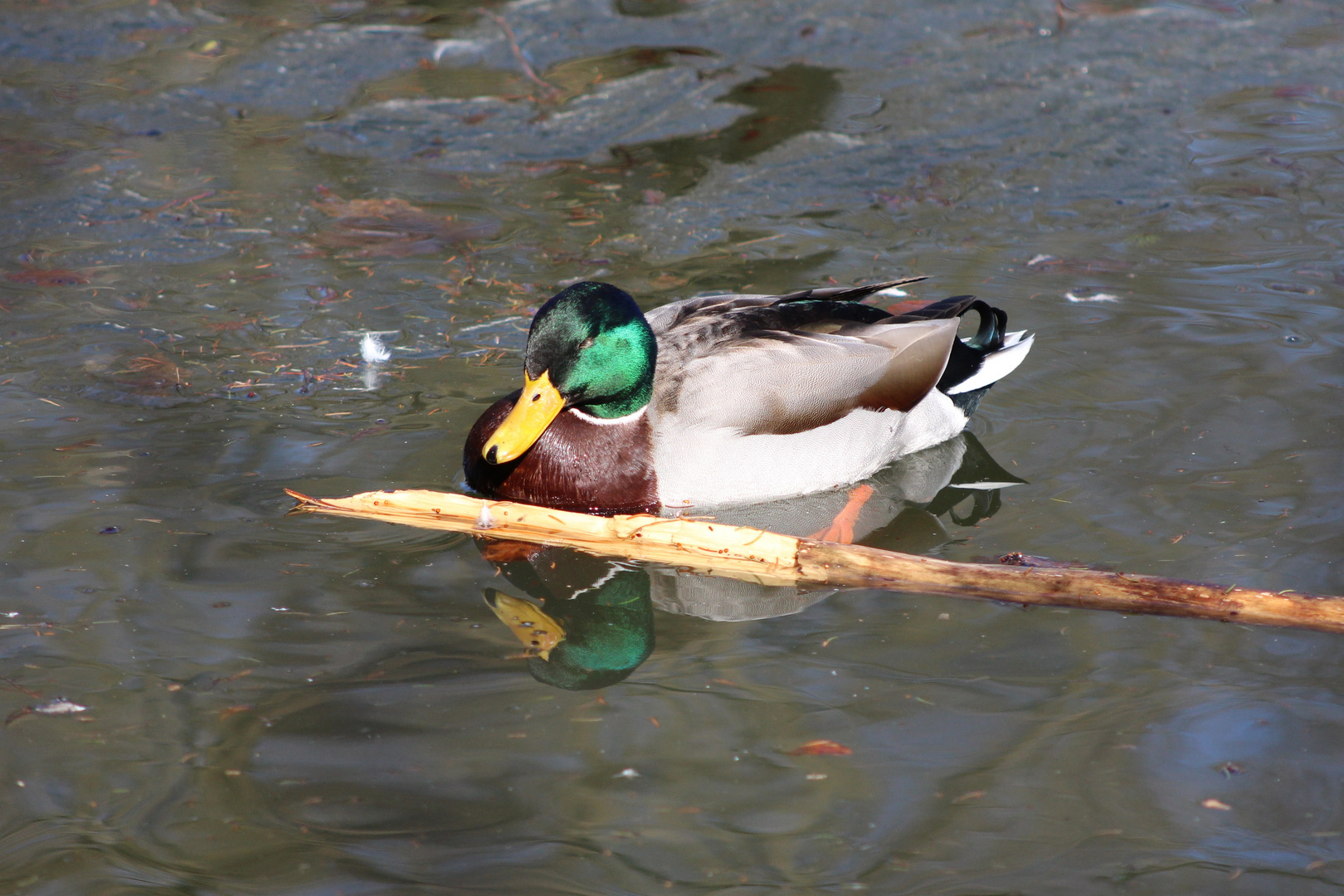 Stockente Erpel im Prachtkleid