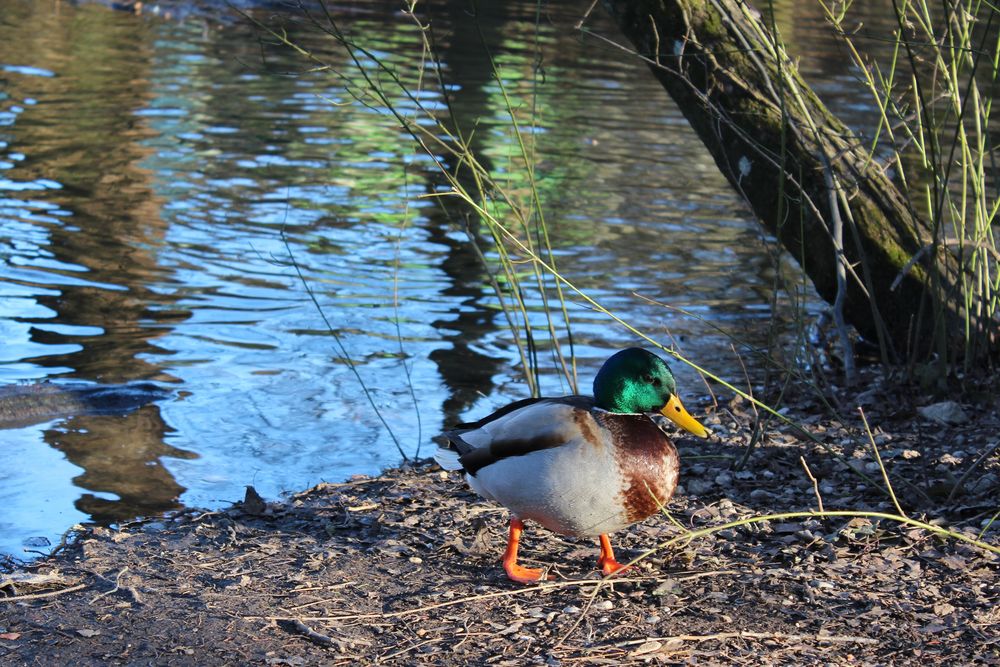 Stockente  Erpel im Stadtpark