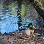 Stockente  Erpel im Stadtpark