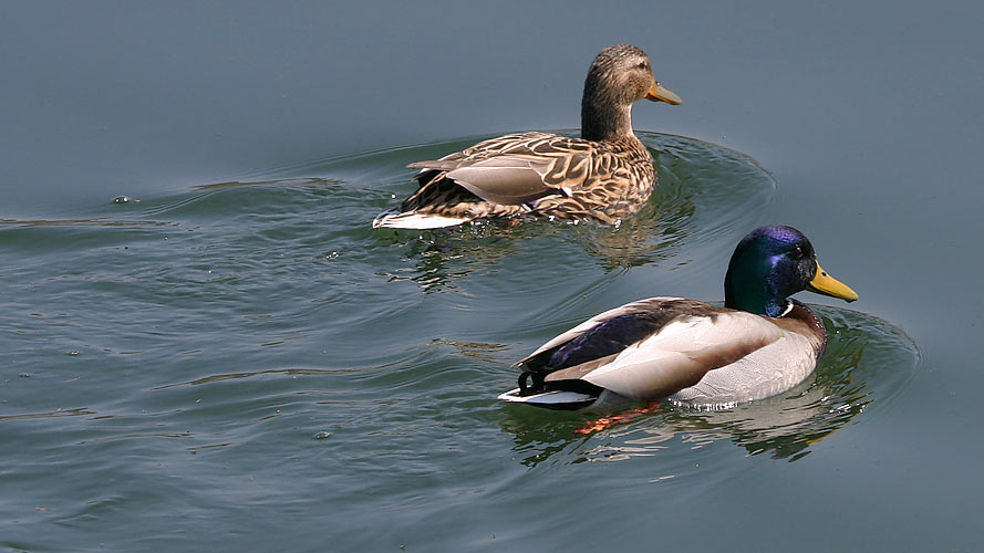 Stockente (Erpel) mit blauem Kopf ???