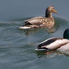 Stockente (Erpel) mit blauem Kopf ???