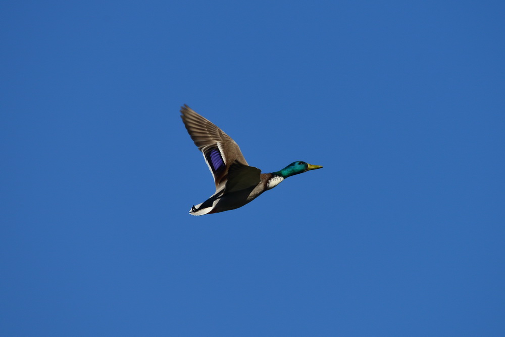 Stockente Erpel,blauer Himmel