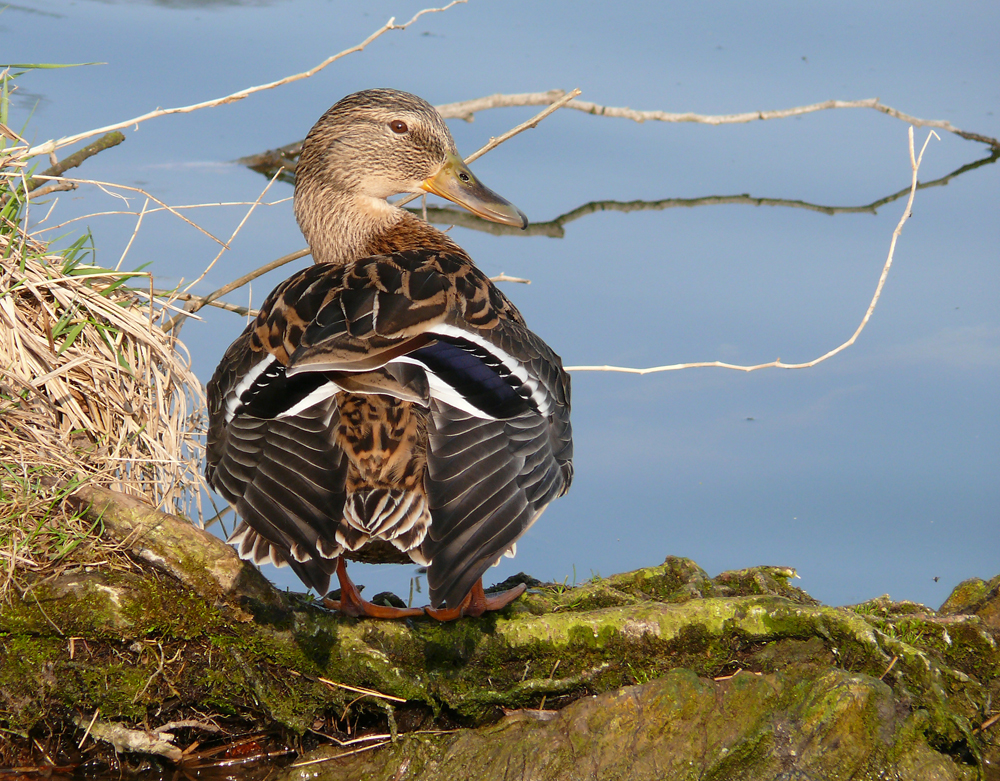 Stockente