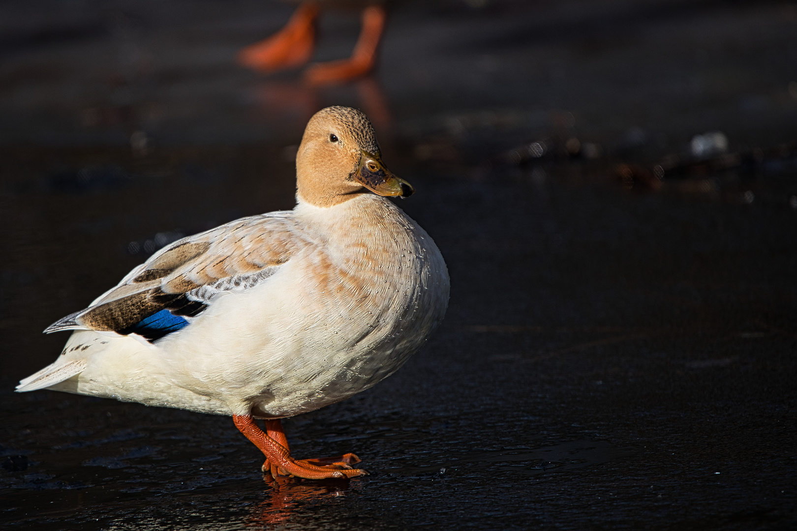 Stockente Fehlfarbe