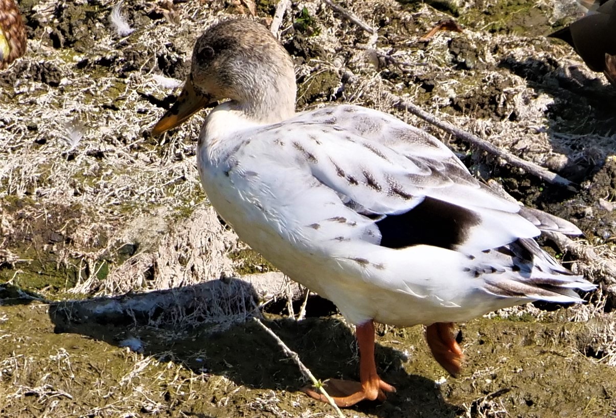 Stockente (Fehlfarben)