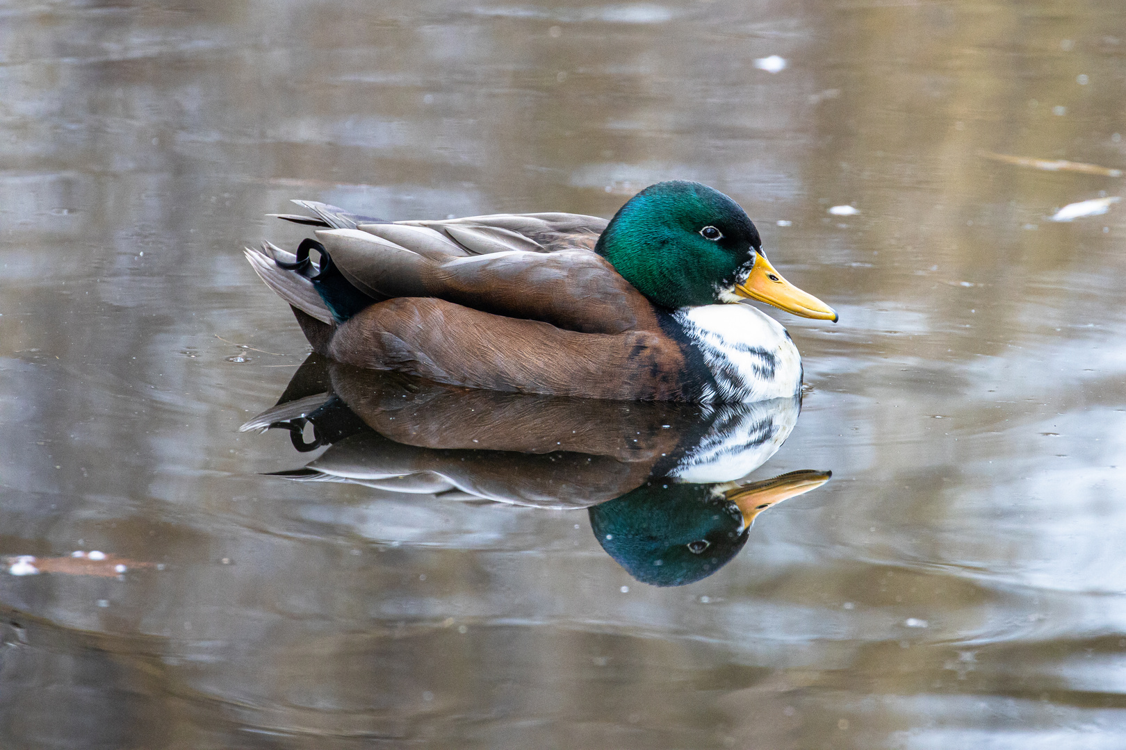 Stockente fehlfarben(hybrid)