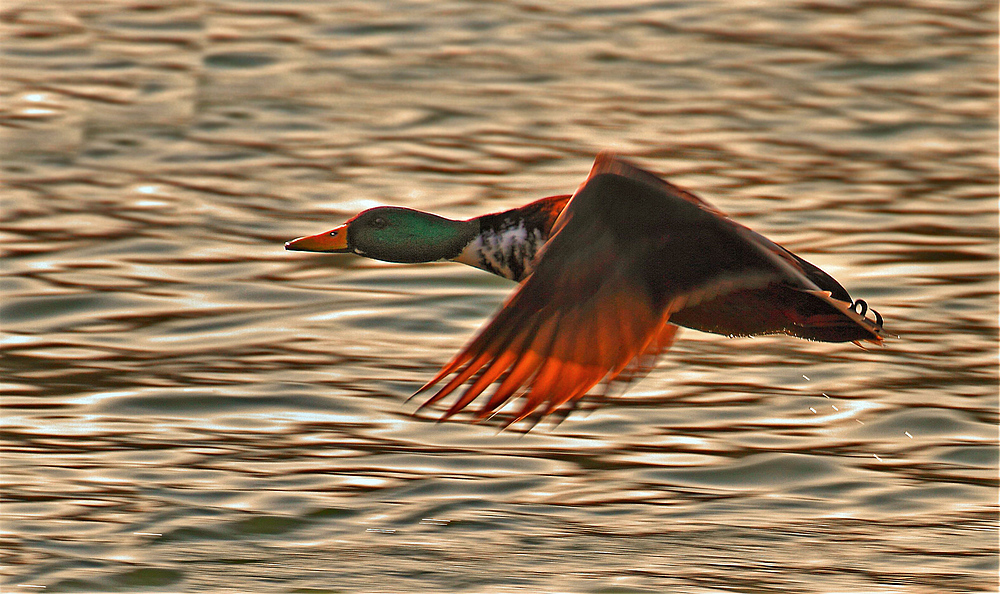 Stockente fliegend im Morgenrot