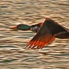 Stockente fliegend im Morgenrot