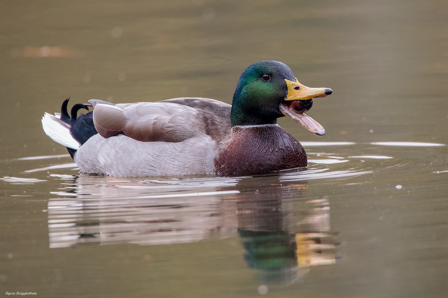 Stockente frisst eine Kastanie...