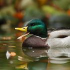 Stockente genießt das sonnige Herbstwetter