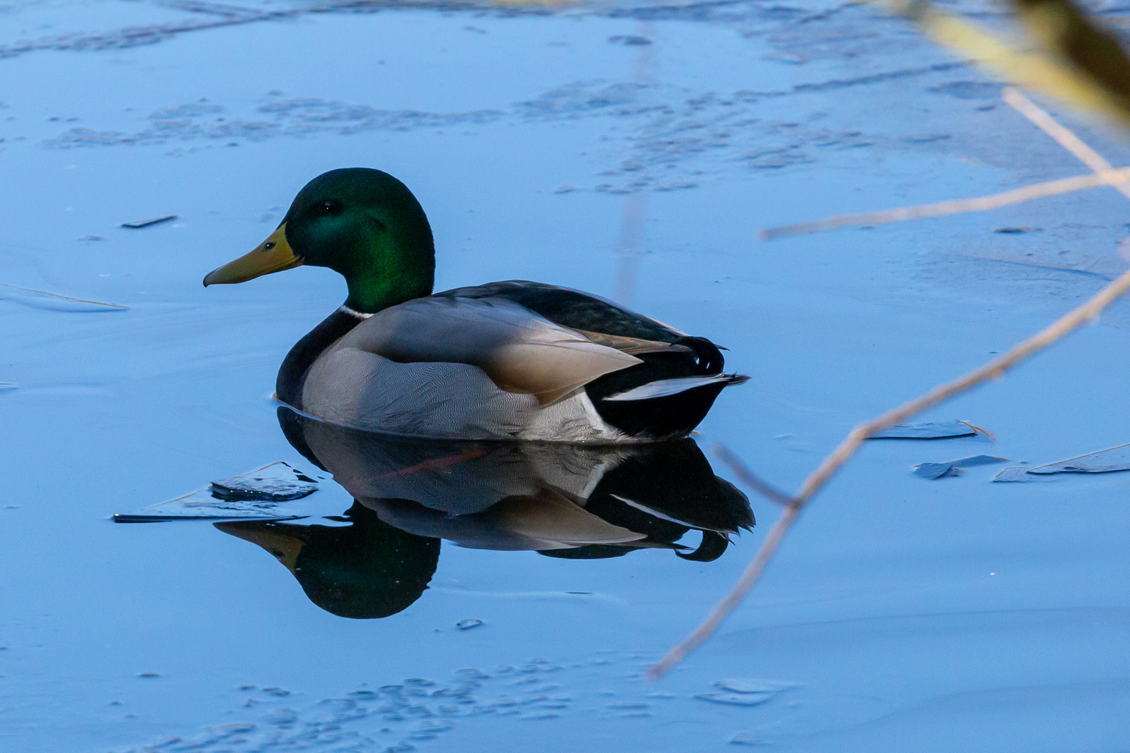 Stockente gespiegelt 1