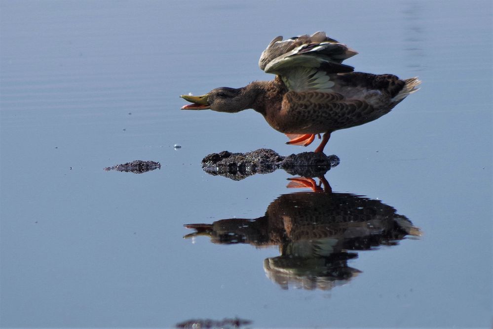 Stockente gespiegelt