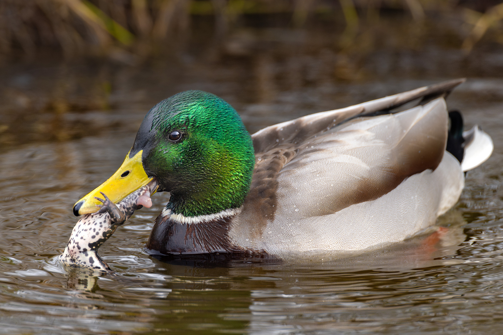 Stockente gönnt sich Froschschenkel