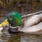 Stockente gönnt sich Froschschenkel