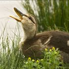 Stockente (halbwüchsig)