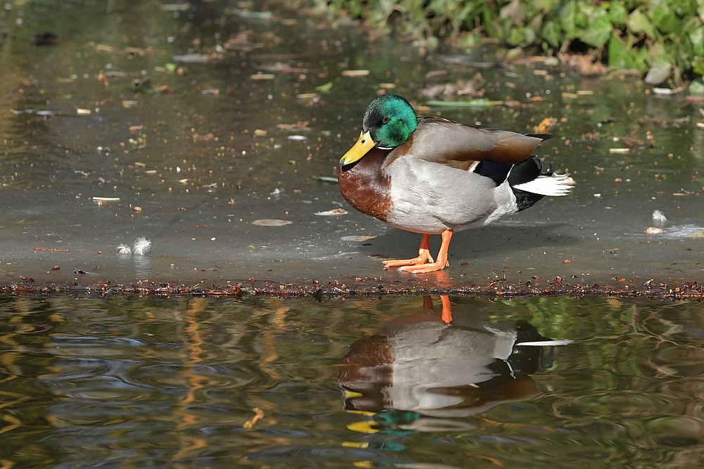 Stockente: Hart an der (Eis-) Kante