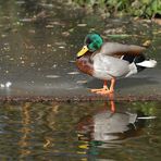 Stockente: Hart an der (Eis-) Kante