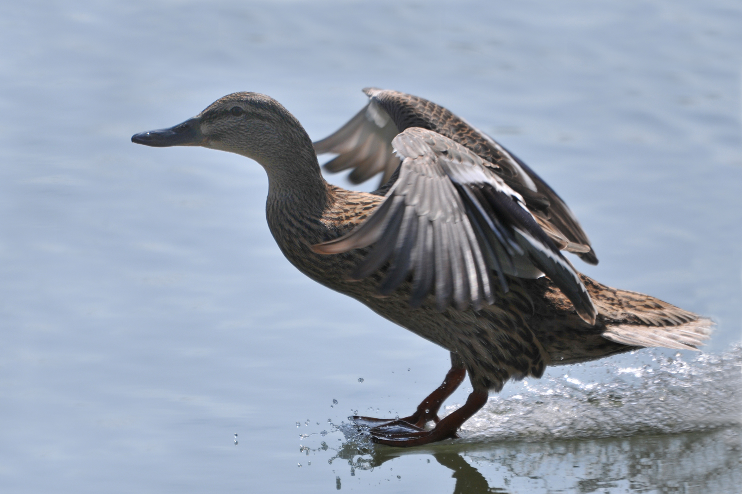 Stockente; Hobby: Barfuß-Wasserski