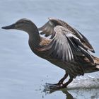 Stockente; Hobby: Barfuß-Wasserski